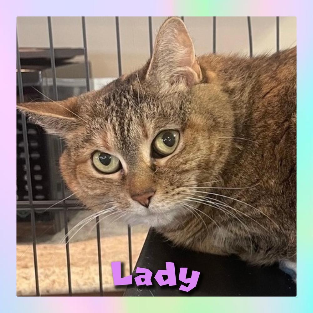 Enlarge W2 LADY, a Adoptable mixed breed in Southbury, CT image 2/3