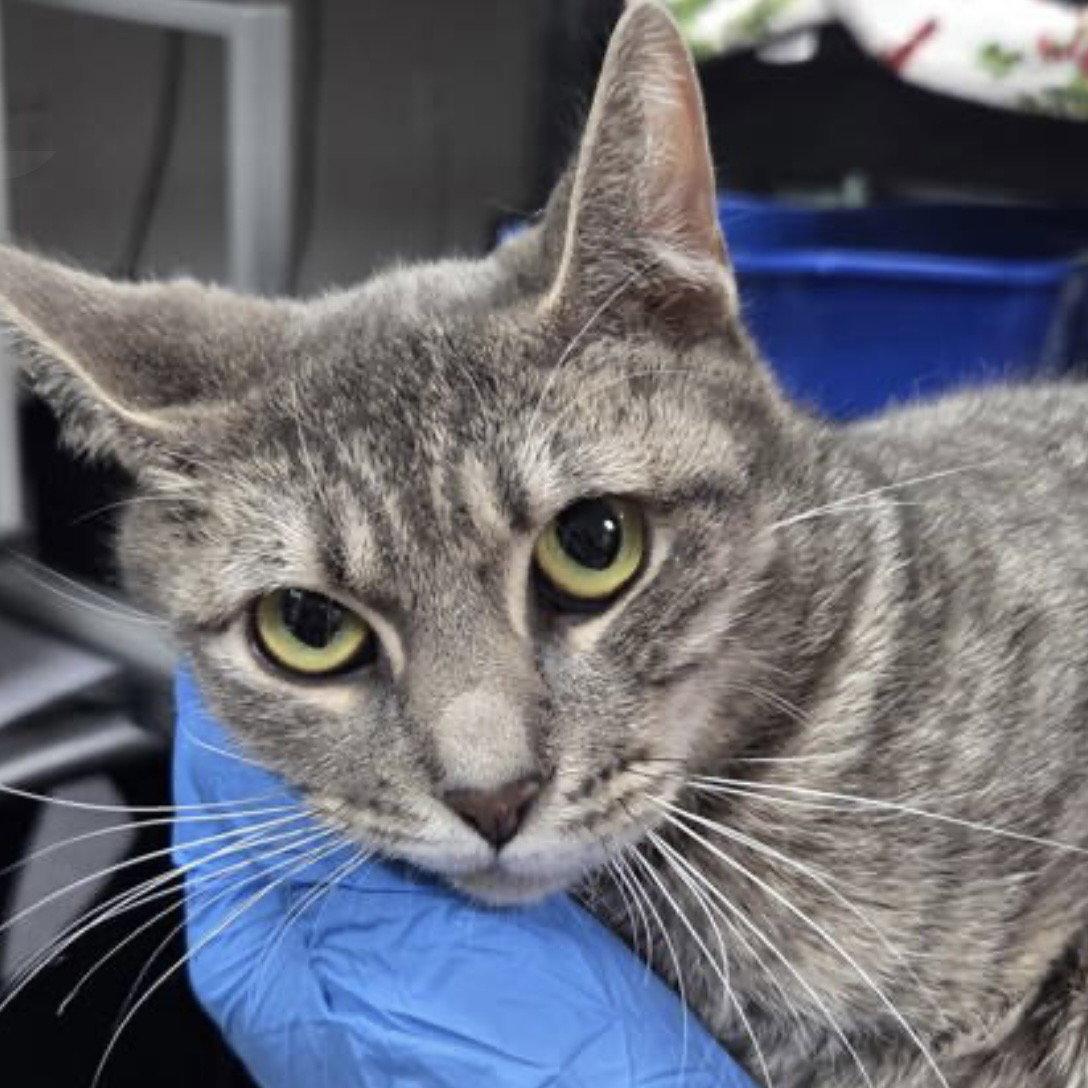 Enlarge Ocean, a Adopted Domestic Short Hair in Oakland, CA image 1/3