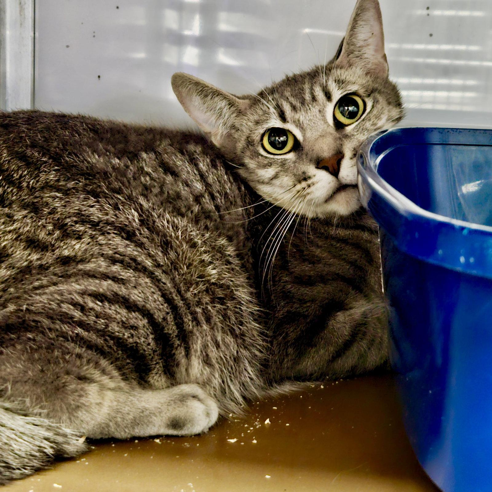 Enlarge Ocean, a Adopted Domestic Short Hair in Oakland, CA image 2/3