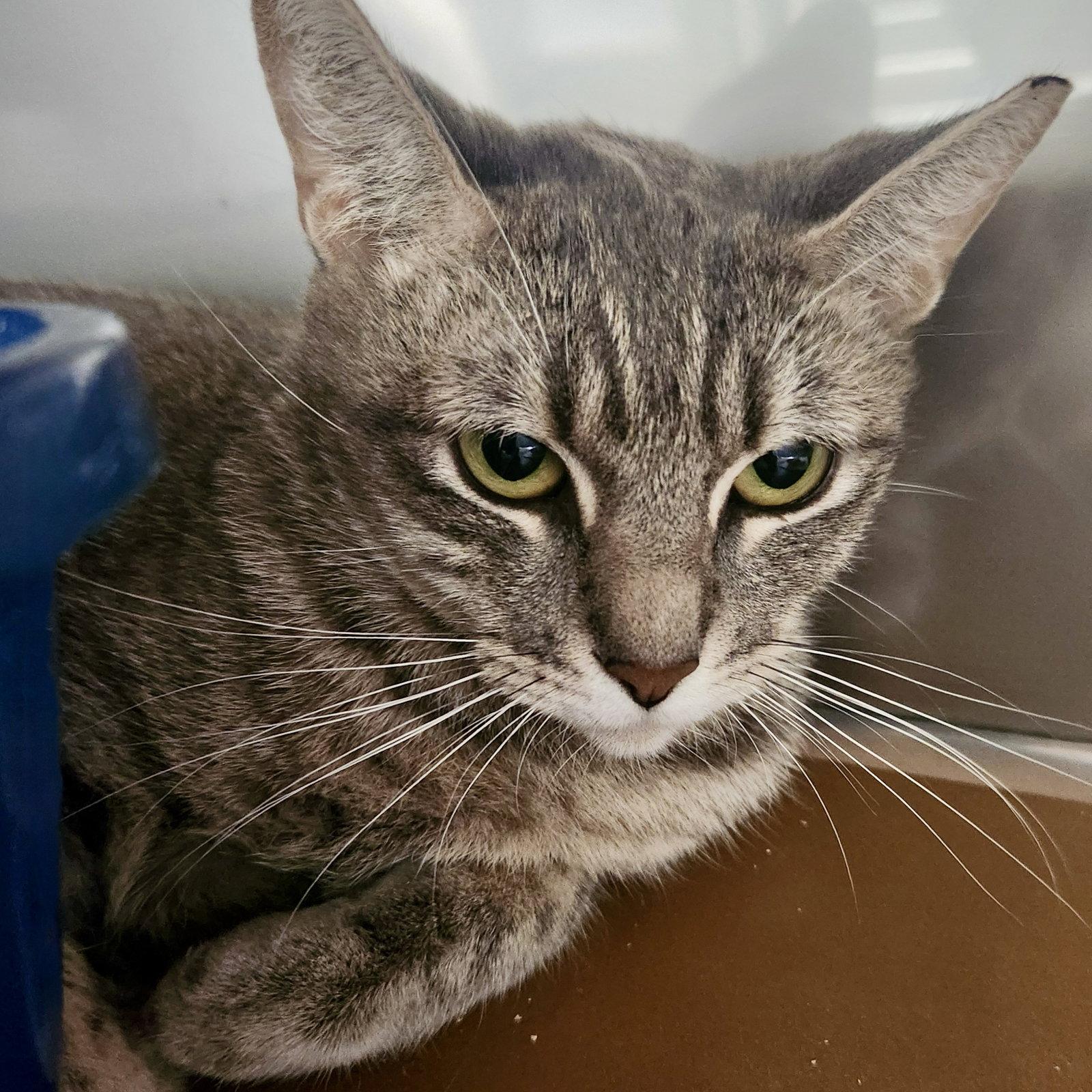 Enlarge Ocean, a Adopted Domestic Short Hair in Oakland, CA image 3/3