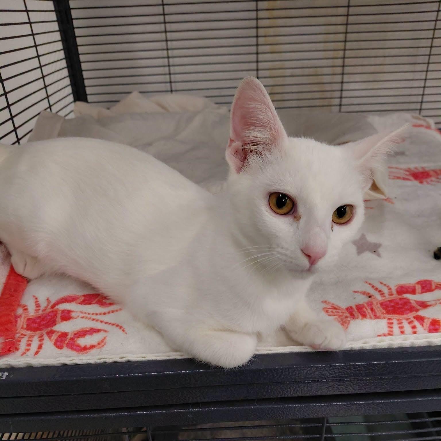 Marshmellow, Adopted, Kitten Female Domestic Short Hair.