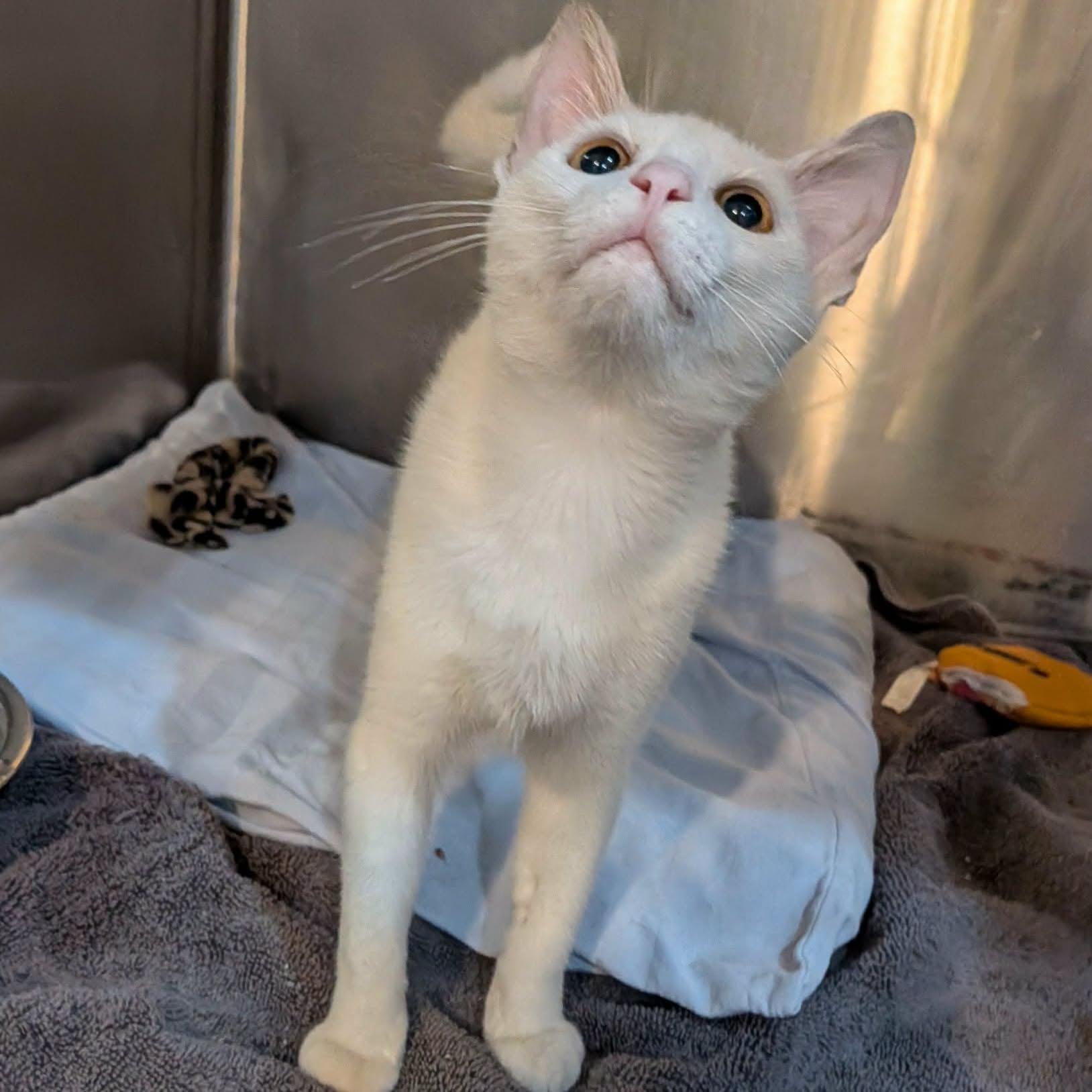 Enlarge Marshmellow, a Adopted Domestic Short Hair in West Palm Beach, FL image 3/3