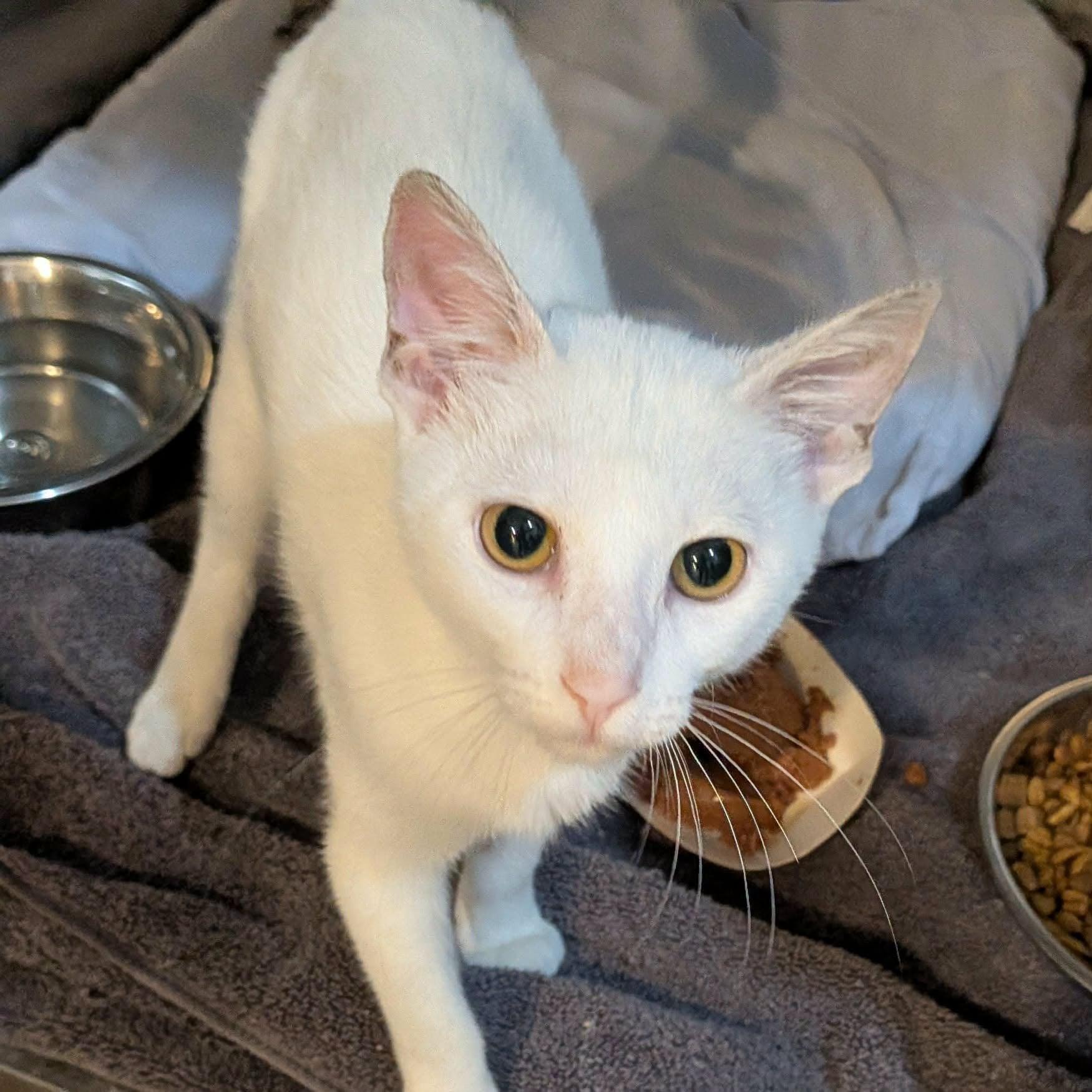 Enlarge Marshmellow, a Adopted Domestic Short Hair in West Palm Beach, FL image 2/3