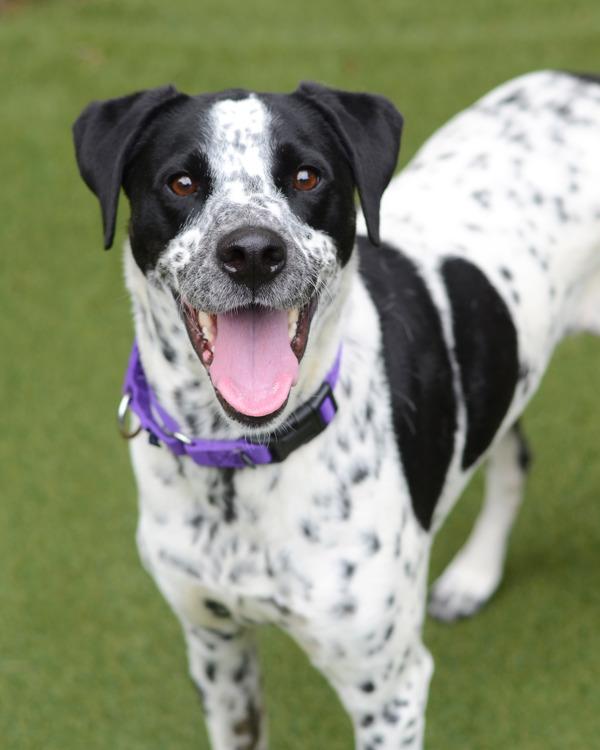 Enlarge Bentley, a Adoptable mixed breed in Novato, CA image 3/4