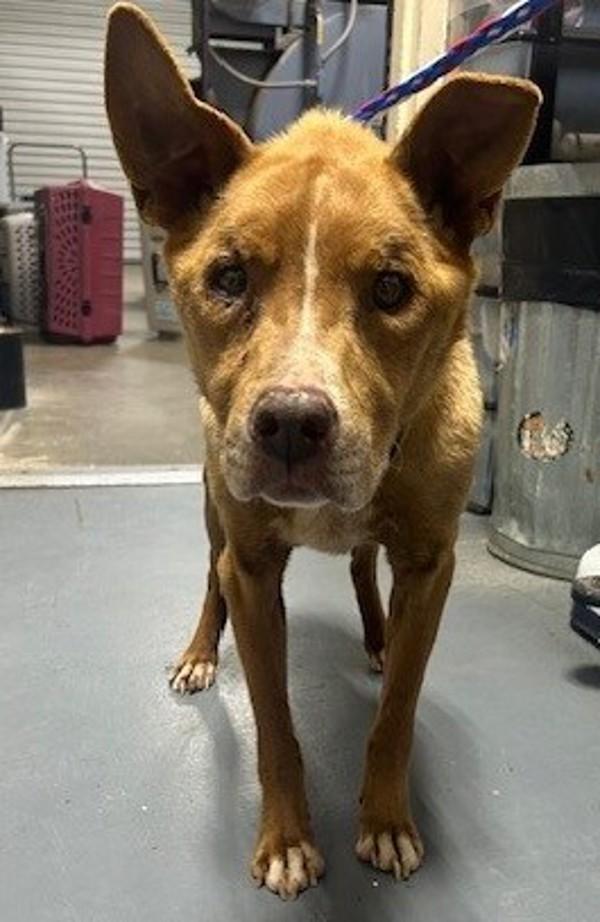Enlarge 26-06-1575 Henry, a Adoptable mixed breed in Dallas, GA image 1/1