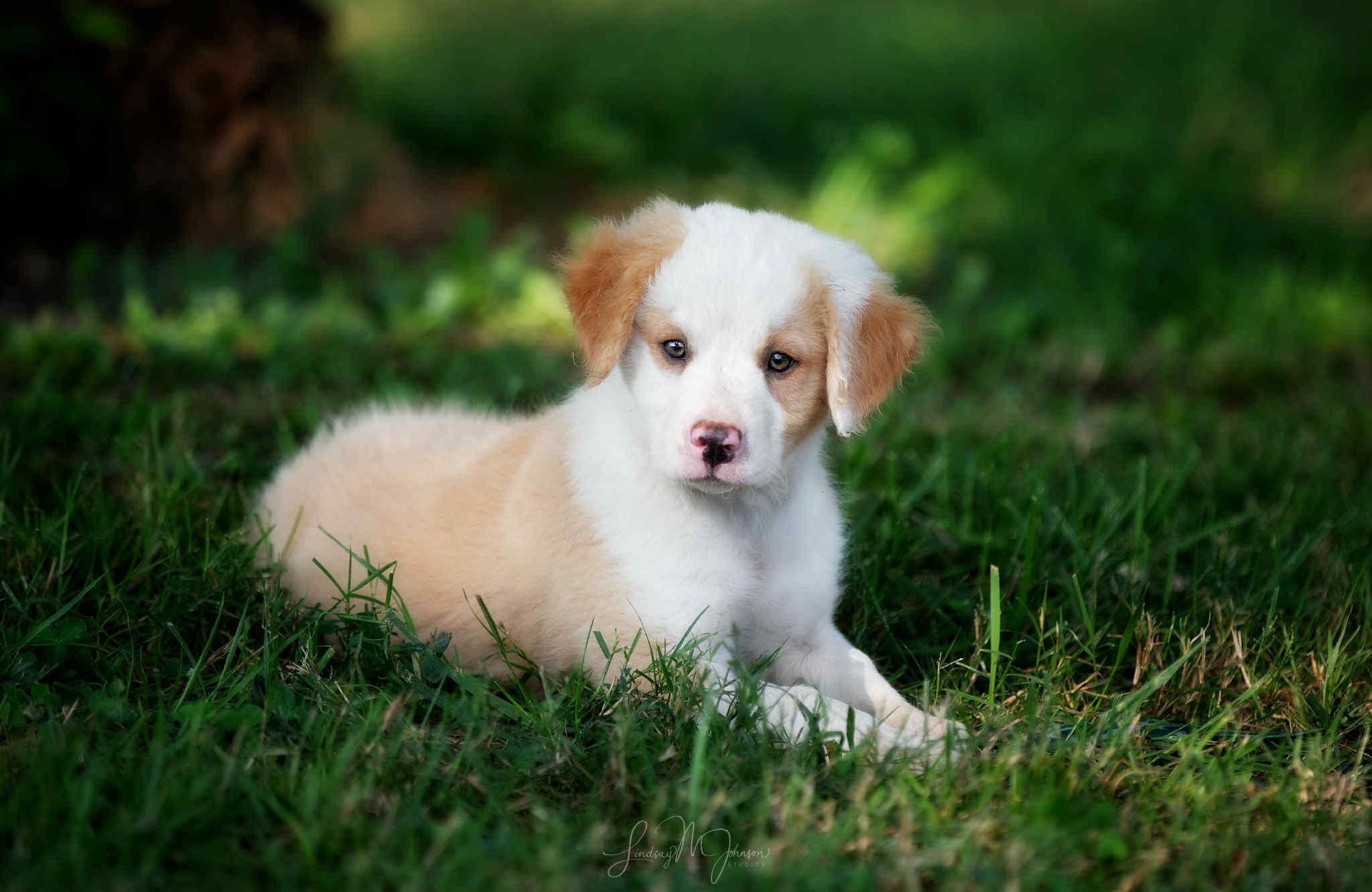 Jude, an adoptable Australian Shepherd in Aspen, CO, 81612 | Photo Image 2