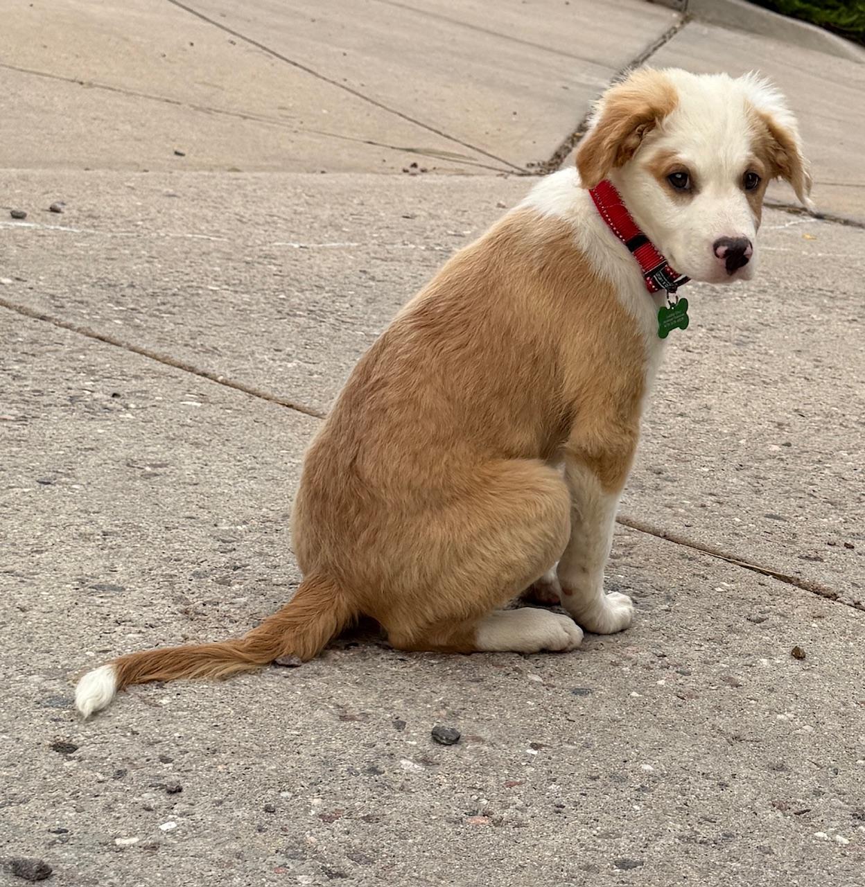 Jude, an adoptable Australian Shepherd in Aspen, CO, 81612 | Photo Image 3