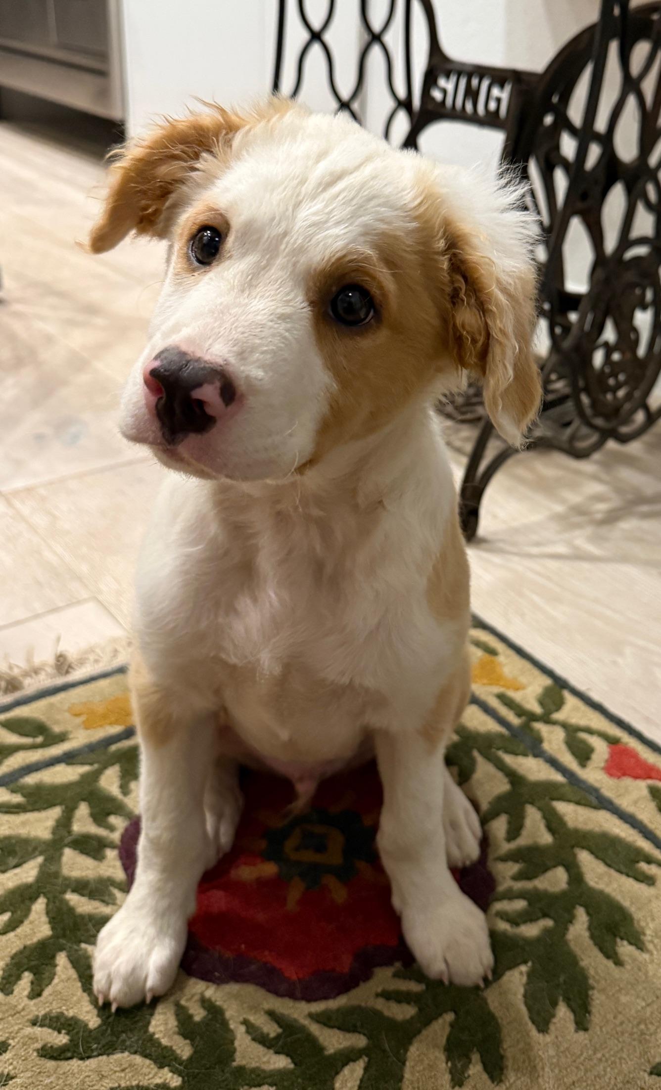 Jude, an adoptable Australian Shepherd in Aspen, CO, 81612 | Photo Image 1