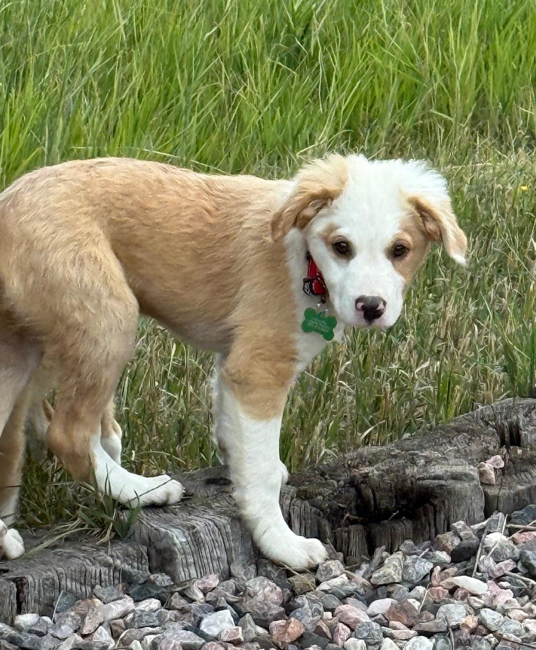 Jude, an adoptable Australian Shepherd in Aspen, CO, 81612 | Photo Image 4