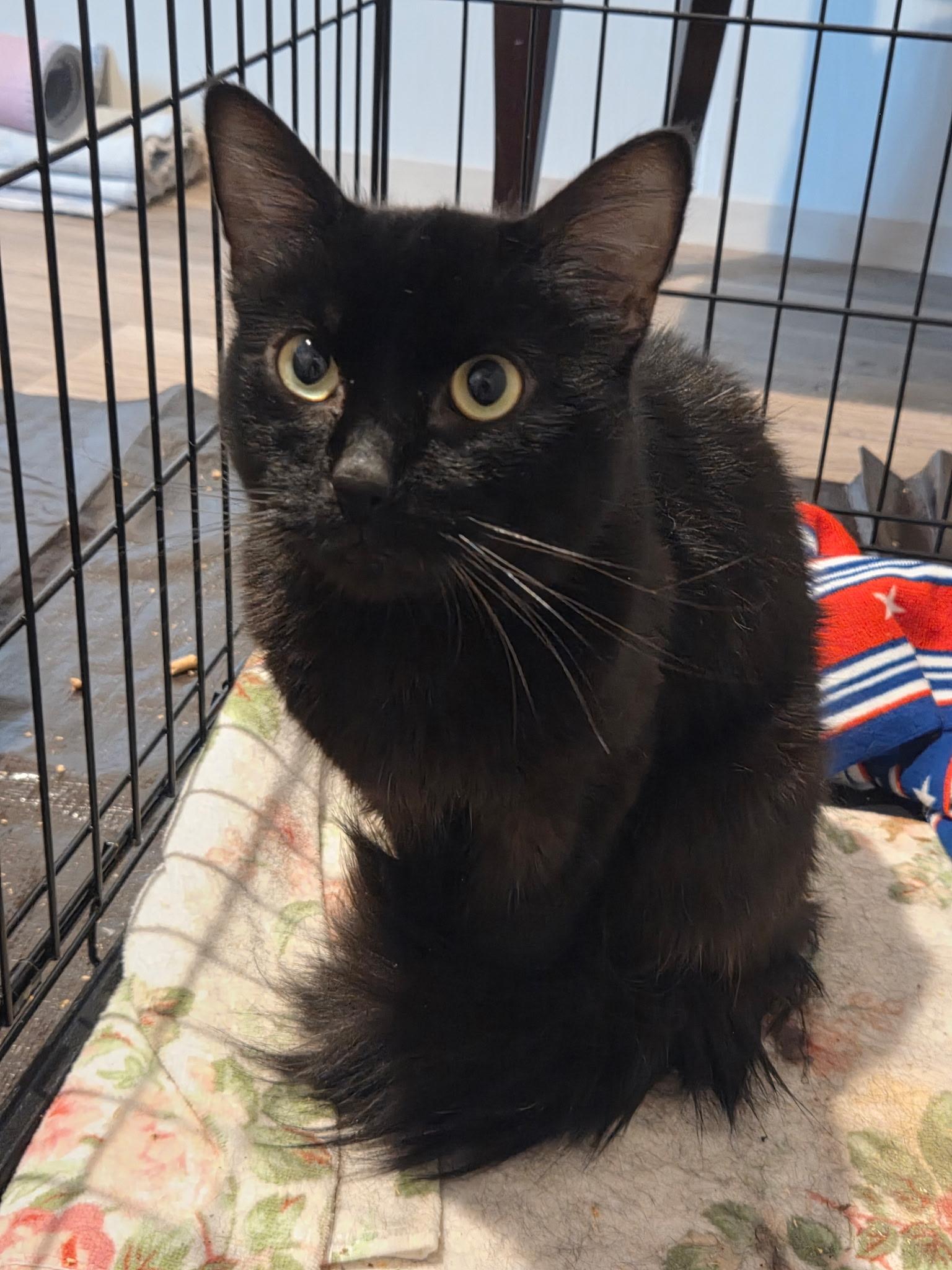 Rocky, ADOPTABLE, Young Male Domestic Short Hair.