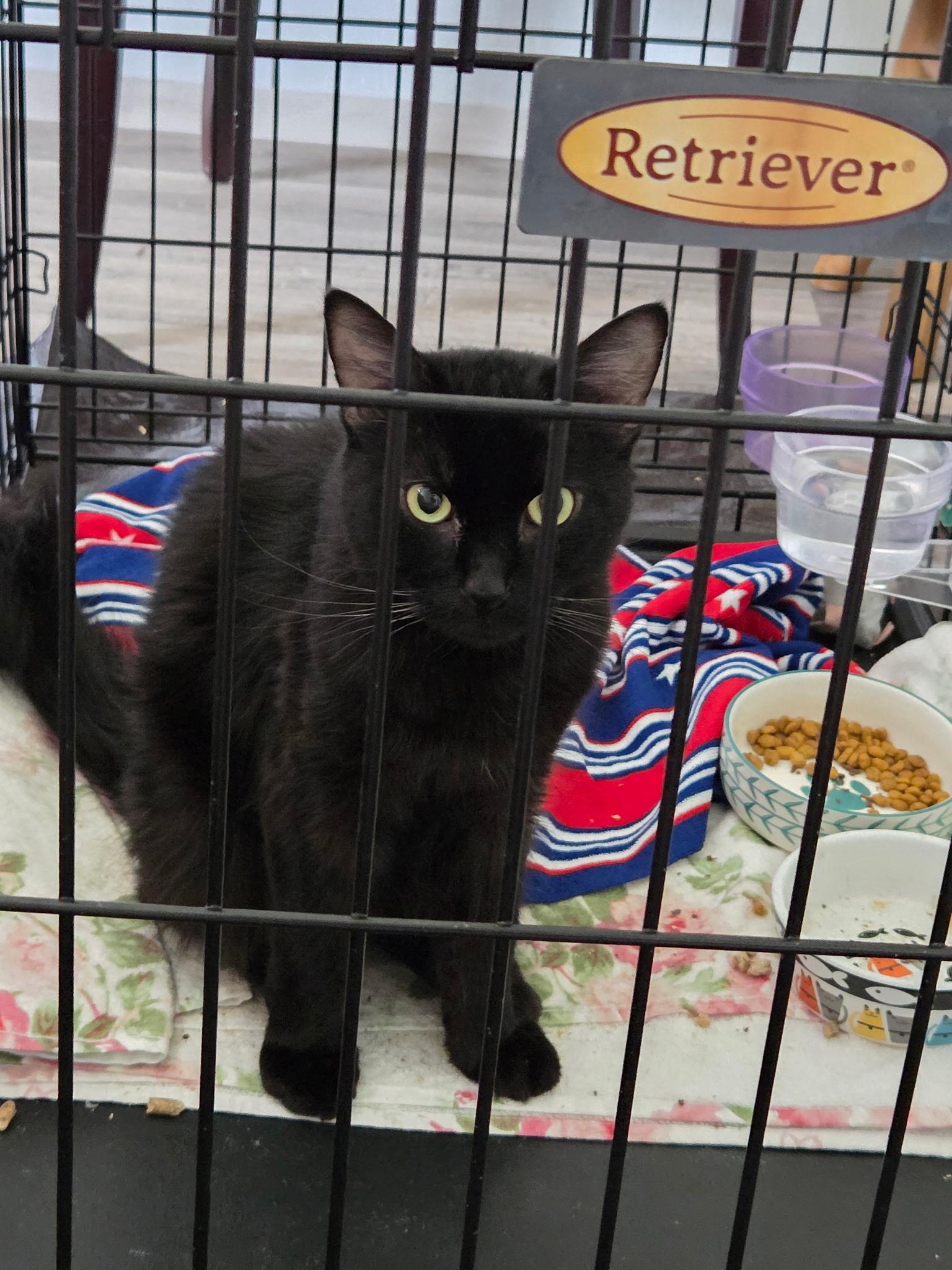 Rocky, a ADOPTABLE Domestic Short Hair in Stafford, VA image 2/2