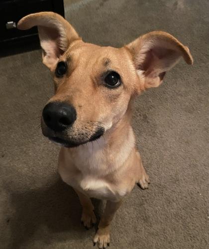 Flaca, Adoptable, Young Female Shepherd & Mixed Breed.