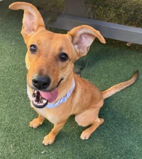 Flaca, Adoptable, Young Female Shepherd & Mixed Breed.