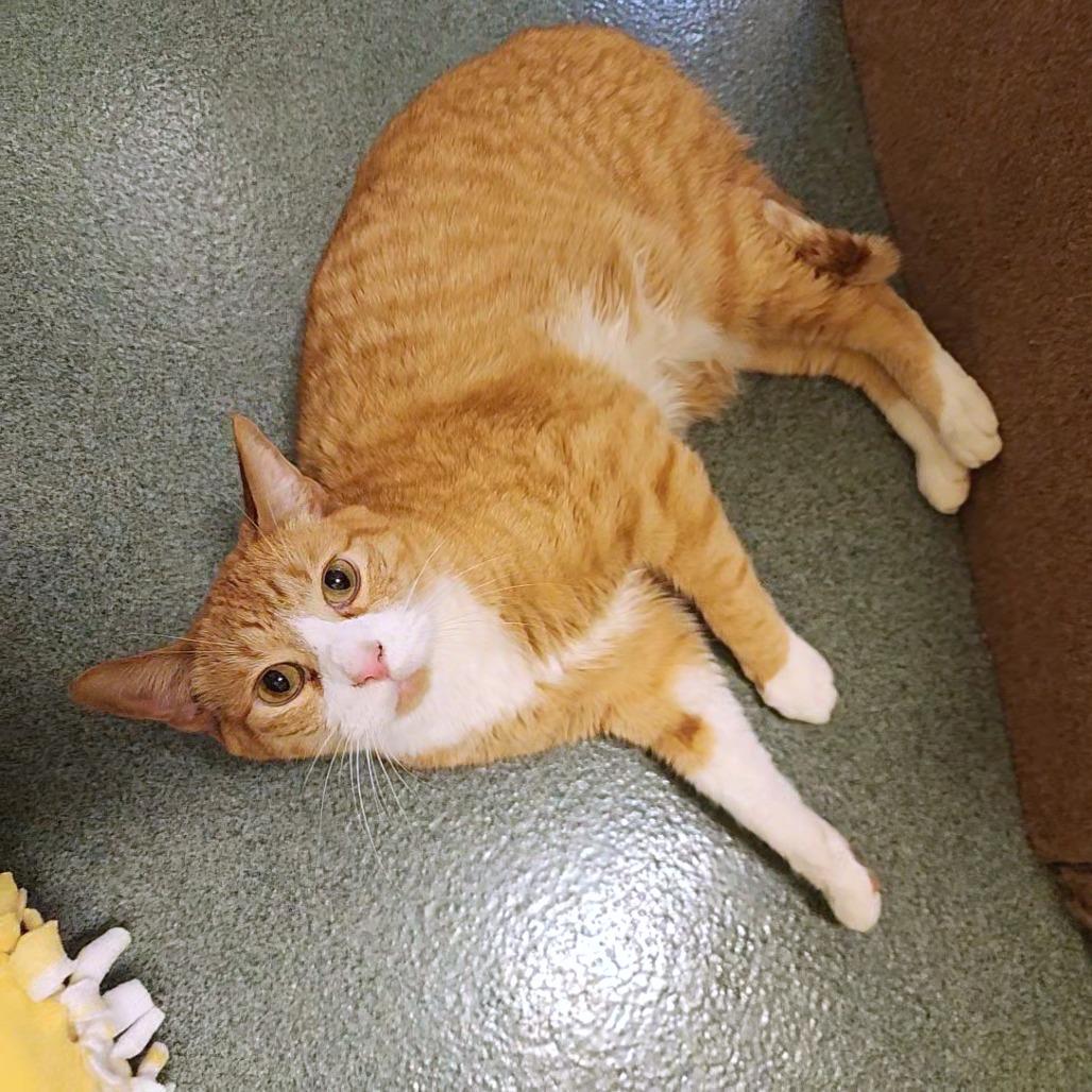 Escobar, Adoptable, Adult Male Domestic Short Hair & Mixed Breed.