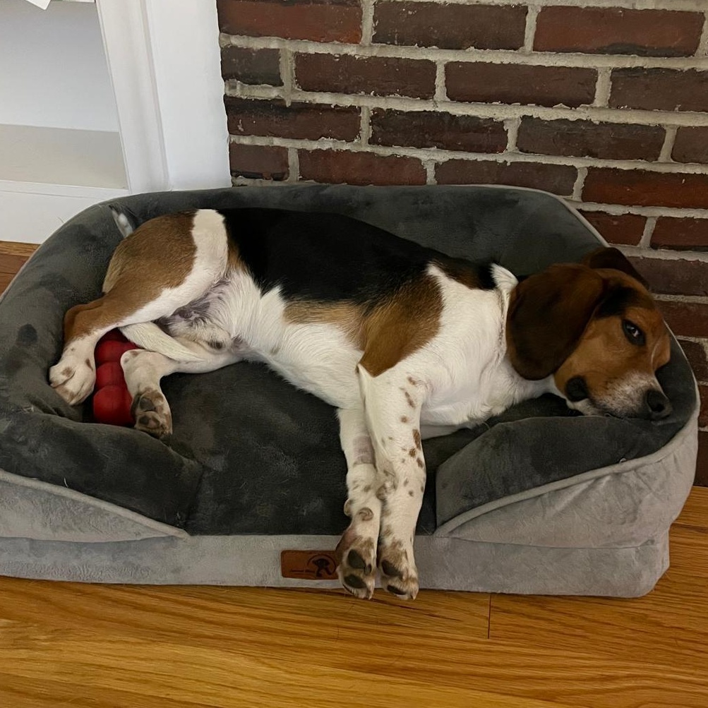 Enlarge Brux, an adopted Beagle in Stoughton, MA image 6/6