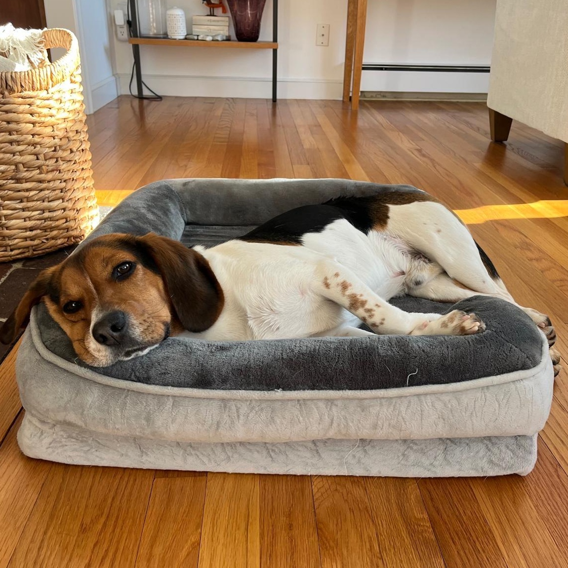 Enlarge Brux, an adopted Beagle in Stoughton, MA image 1/6