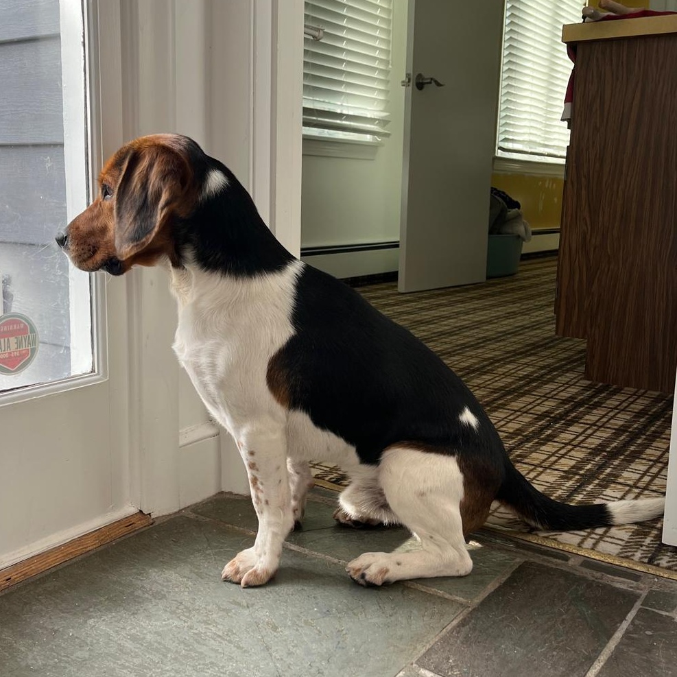 Enlarge Brux, an adopted Beagle in Stoughton, MA image 4/6