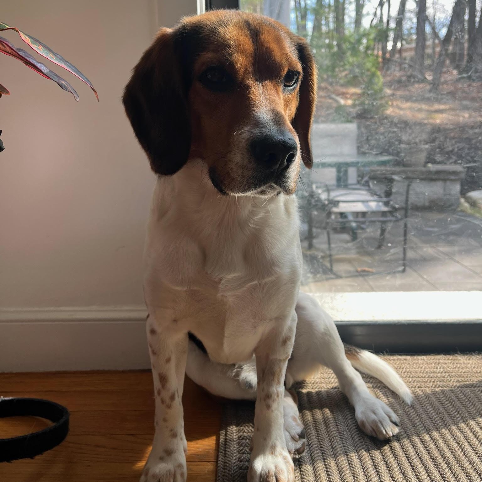 Enlarge Brux, an adopted Beagle in Stoughton, MA image 5/6