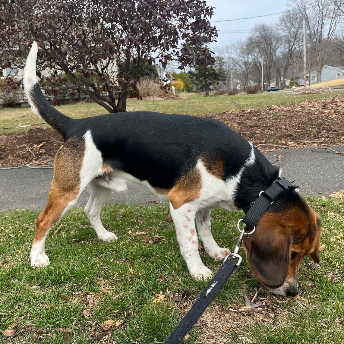 Enlarge Brux, an adopted Beagle in Stoughton, MA image 3/6