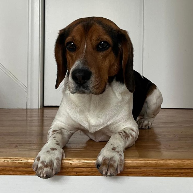 Enlarge Brux, an adopted Beagle in Stoughton, MA image 2/6