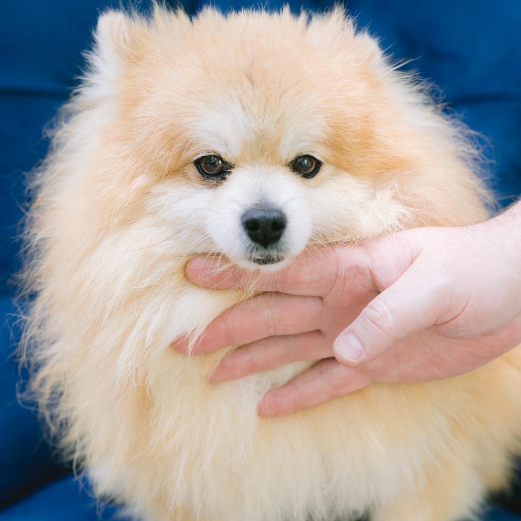 Scott, ADOPTABLE, Adult Male Pomeranian.