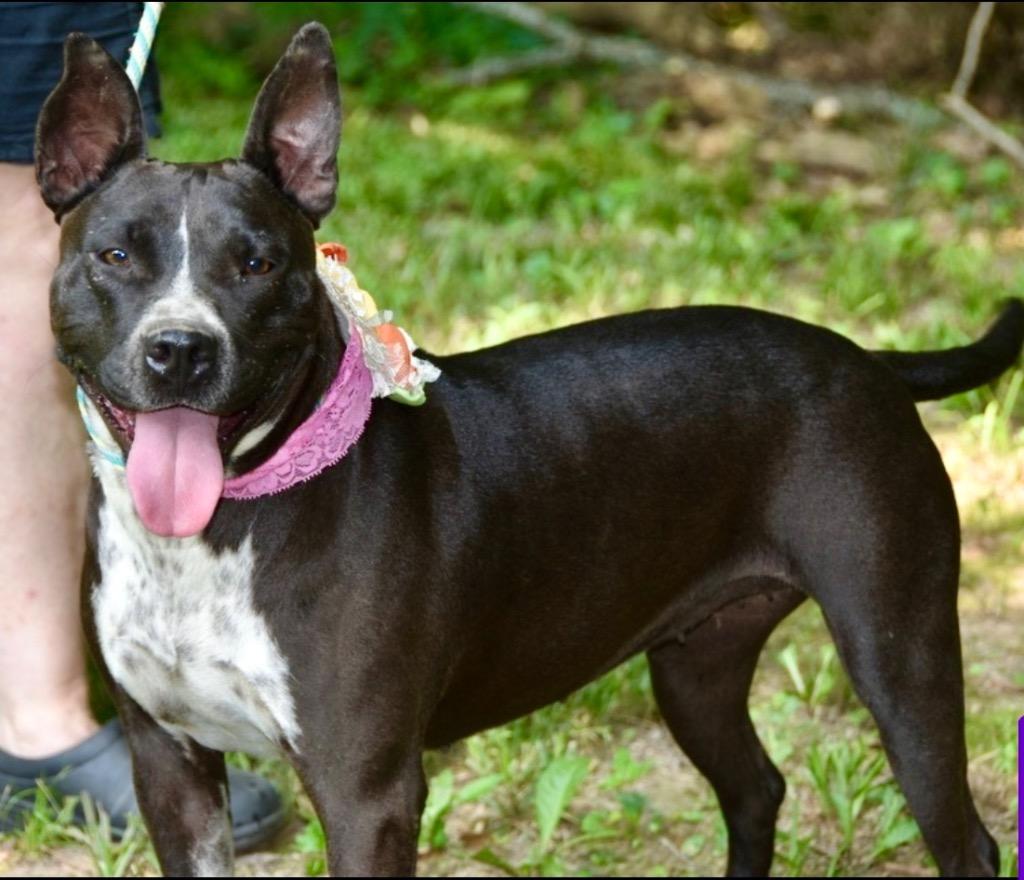 Binti, Adoptable, Adult Female Terrier.