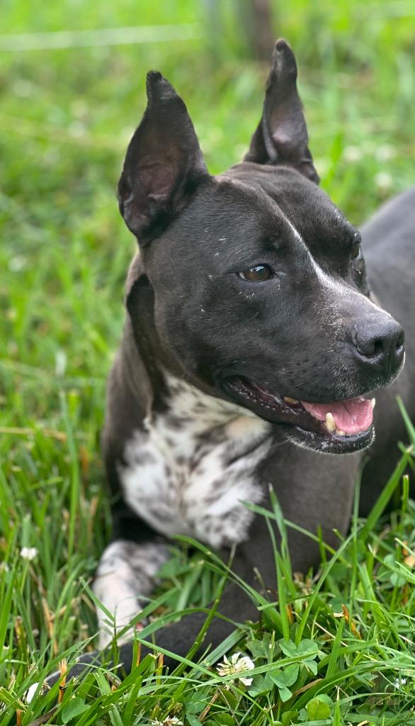 Enlarge Binti, a Adoptable mixed breed in EAST HAMPTON, CT image 4/6