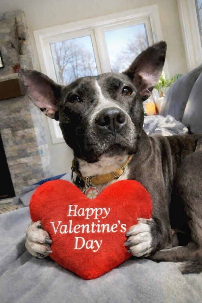 Binti LOCAL, Adoptable, Adult Female Pit Bull Terrier.