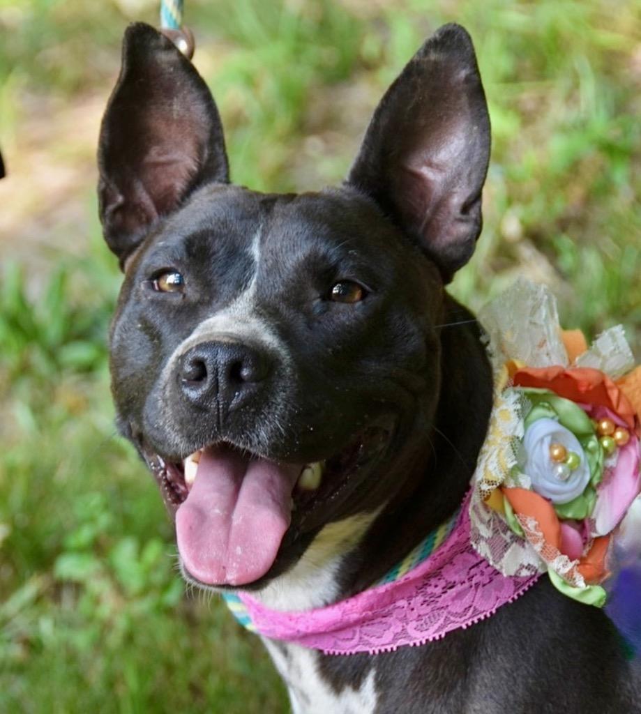 Enlarge Binti LOCAL, a Adoptable mixed breed in EAST HAMPTON, CT image 2/6