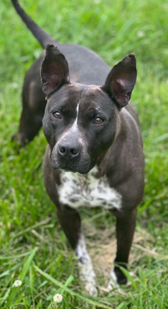 Enlarge Binti LOCAL, a Adoptable mixed breed in EAST HAMPTON, CT image 3/6