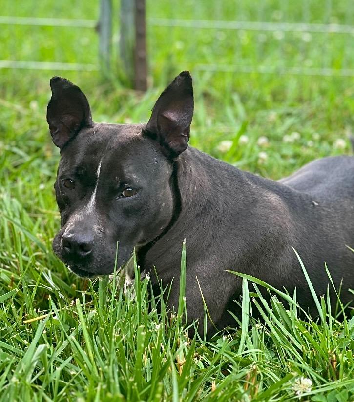Binti, a Adoptable mixed breed in EAST HAMPTON, CT image 4/6