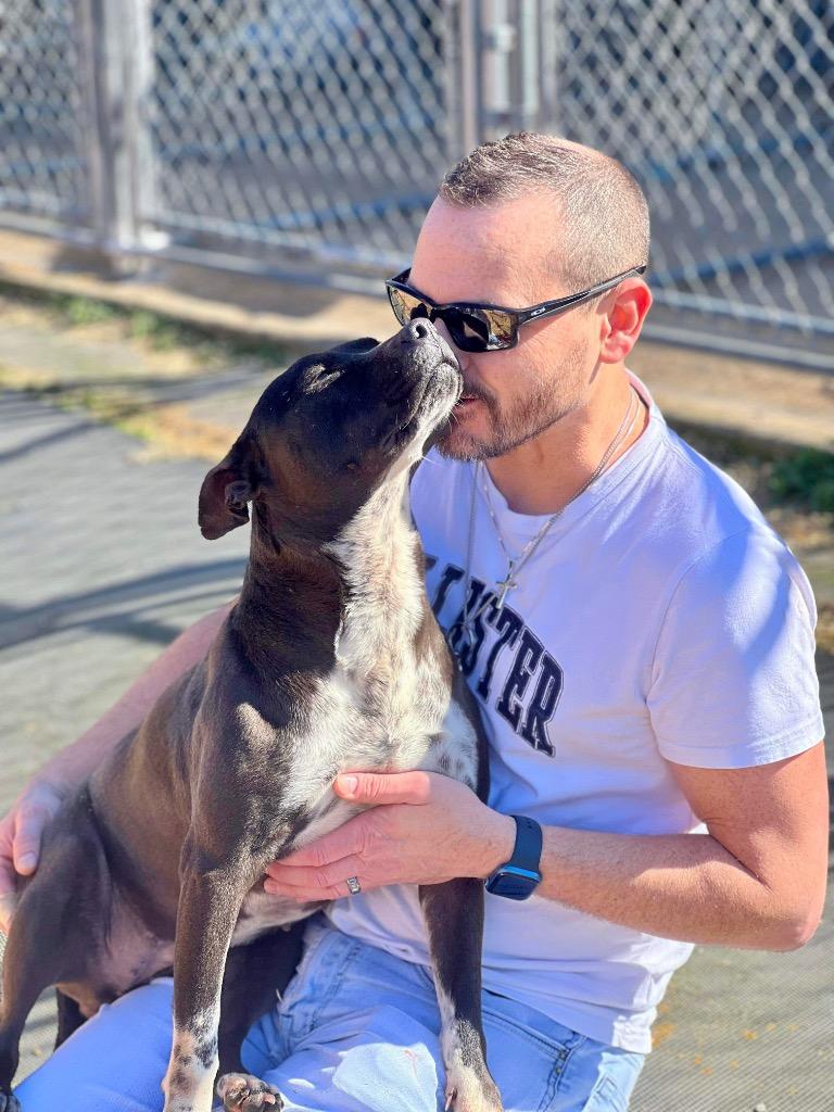 Enlarge Binti LOCAL, a Adoptable mixed breed in EAST HAMPTON, CT image 5/6