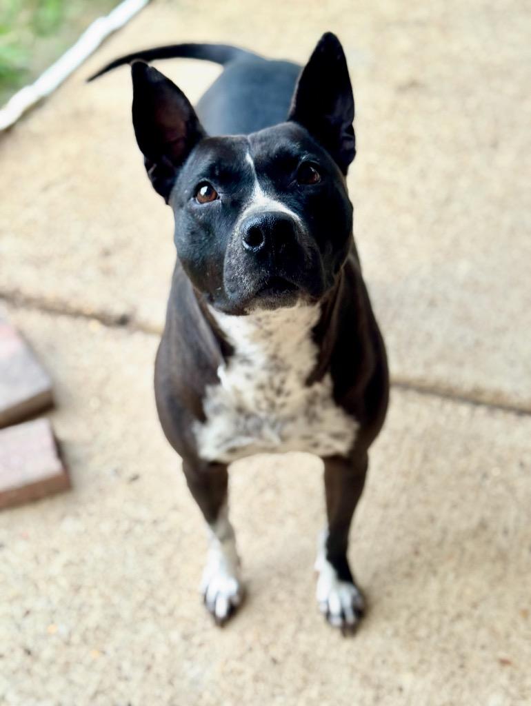 Enlarge Binti, a Adoptable mixed breed in EAST HAMPTON, CT image 6/6