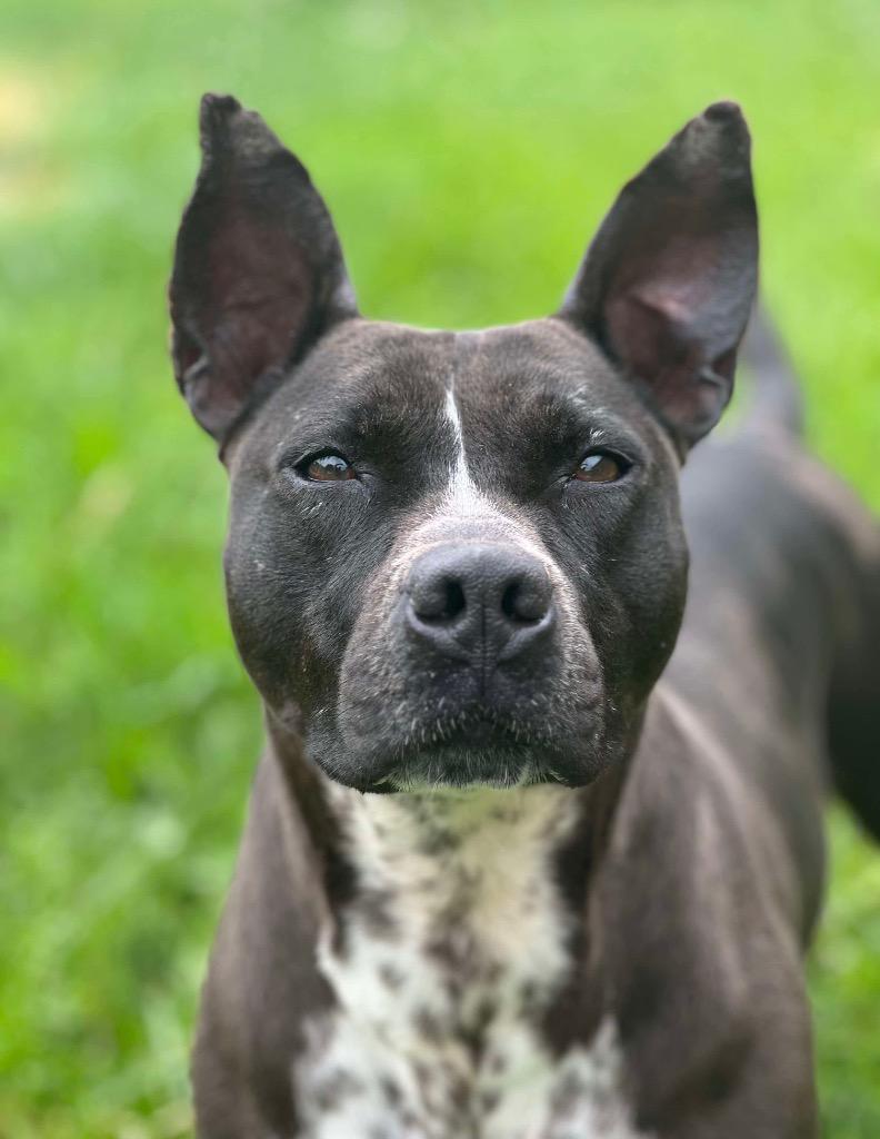 Enlarge Binti LOCAL, a Adoptable mixed breed in EAST HAMPTON, CT image 6/6