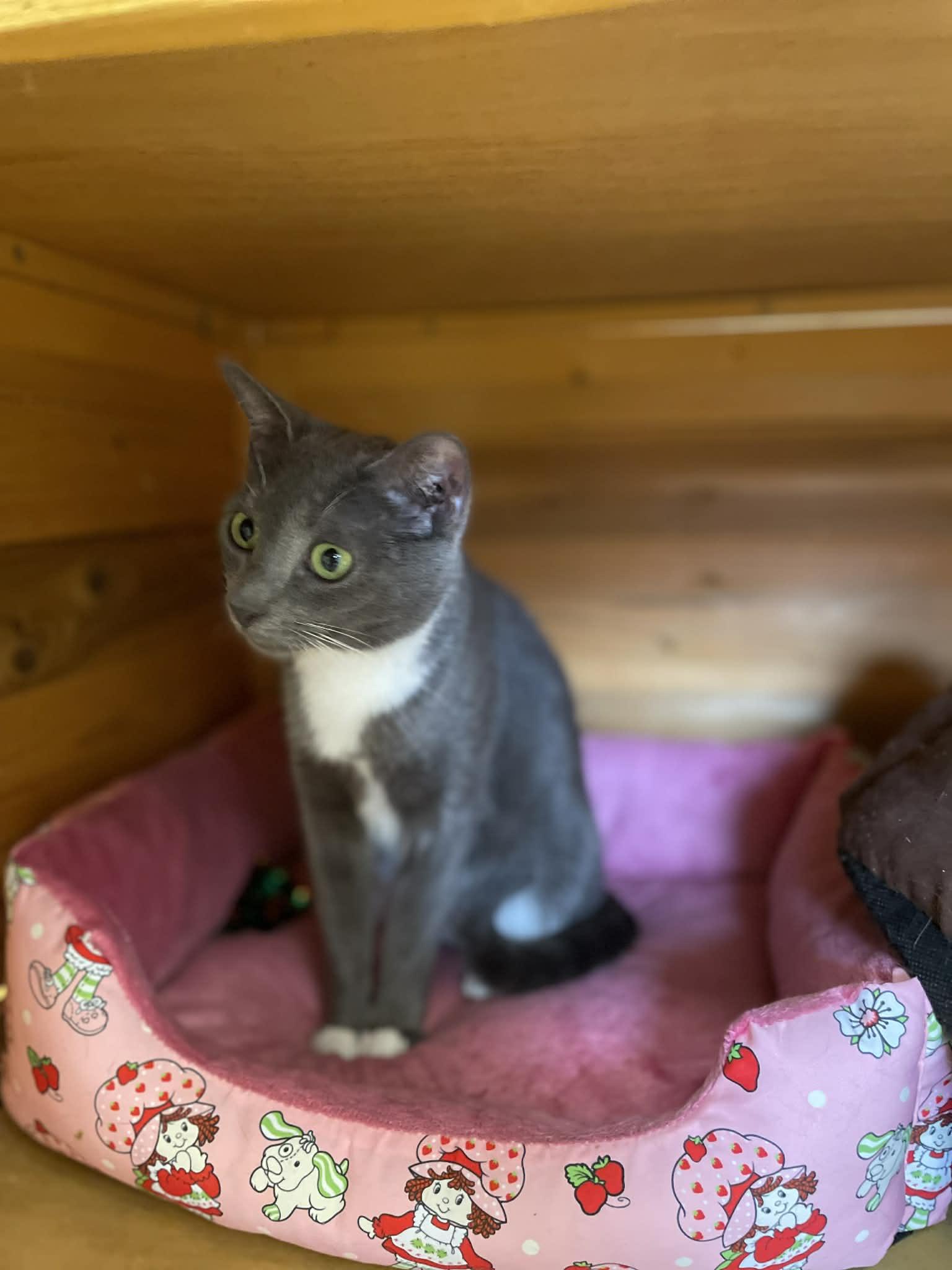 Mouse, ADOPTABLE, Young Female Domestic Short Hair.