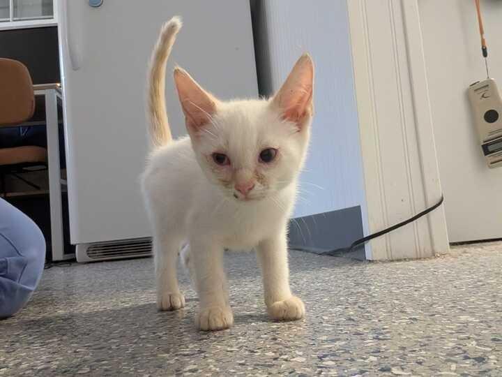 Enlarge PHOENIX, a Adoptable Siamese in Athens, AL image 1/6
