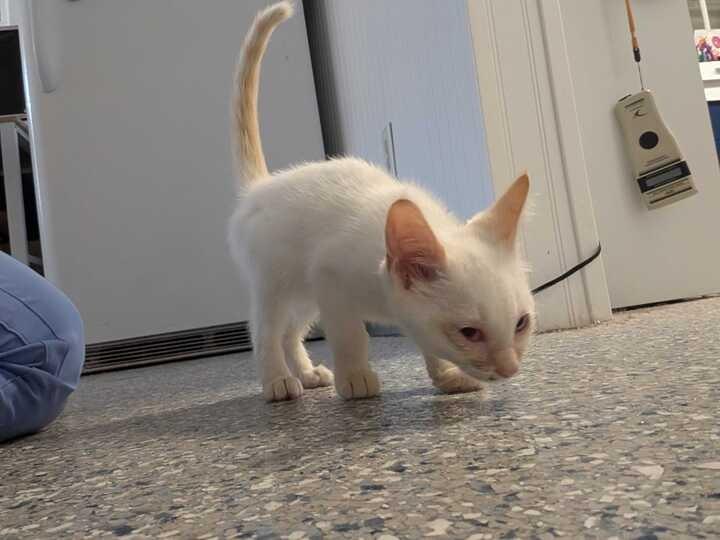 Enlarge PHOENIX, a Adoptable Siamese in Athens, AL image 2/6