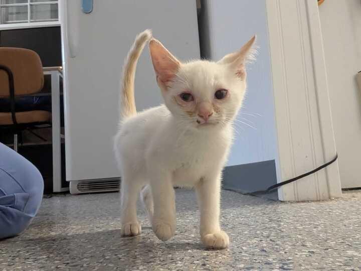 Enlarge PHOENIX, a Adoptable Siamese in Athens, AL image 3/6