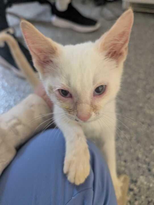 Enlarge PHOENIX, a Adoptable Siamese in Athens, AL image 4/6