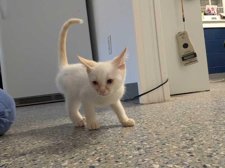 Enlarge PHOENIX, a Adoptable Siamese in Athens, AL image 5/6
