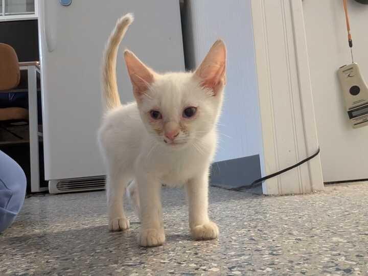 Enlarge PHOENIX, a Adoptable Siamese in Athens, AL image 6/6
