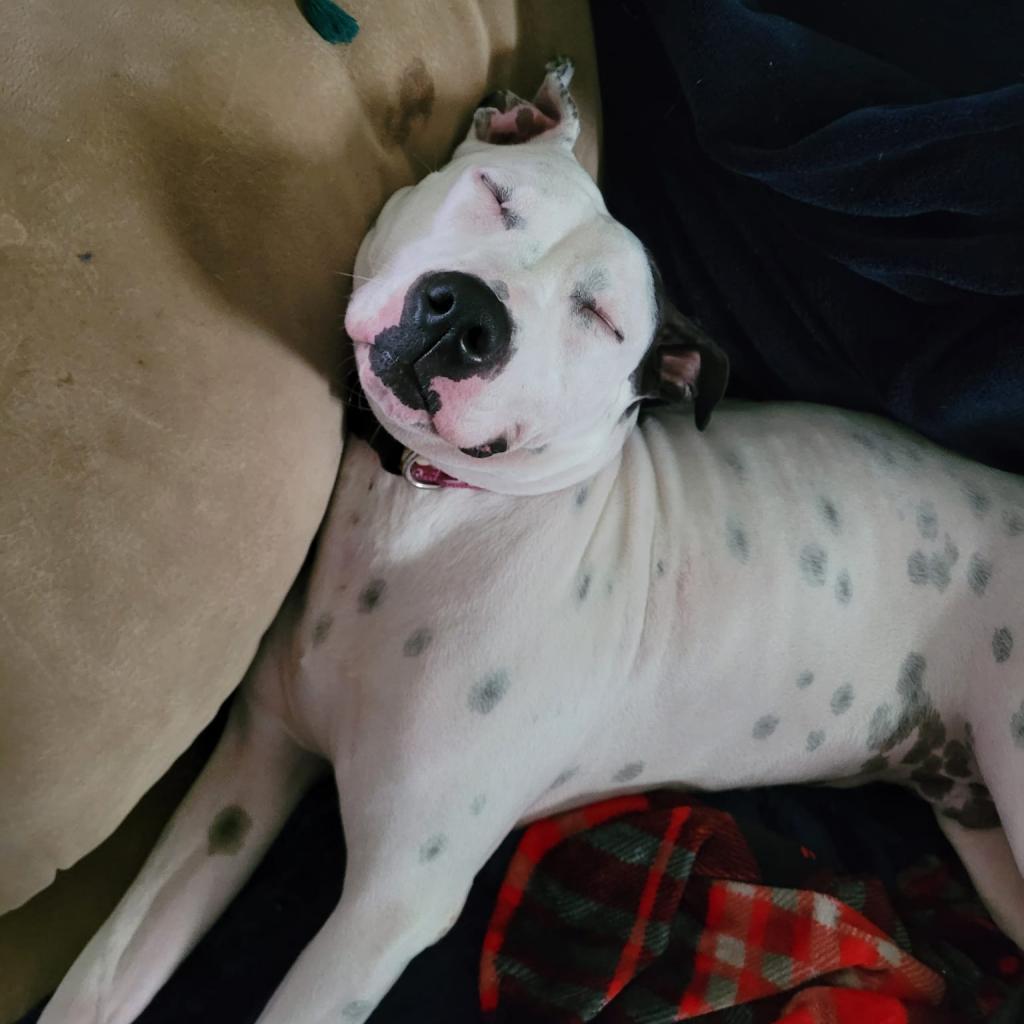 Mama P, Adoptable, Adult Female American Bulldog.