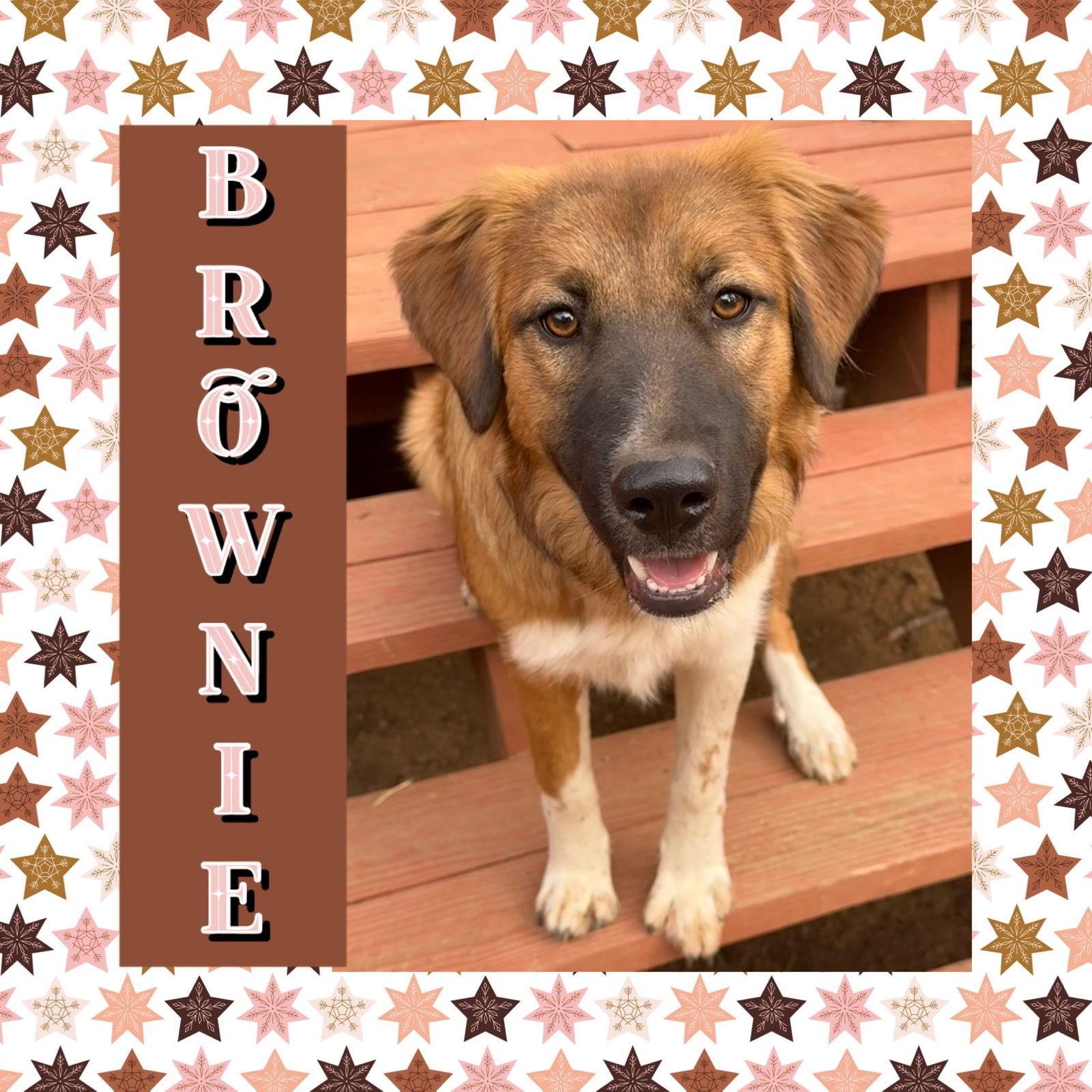 Enlarge Brownie, a Adoptable mixed breed in Littleton, CO image 1/3