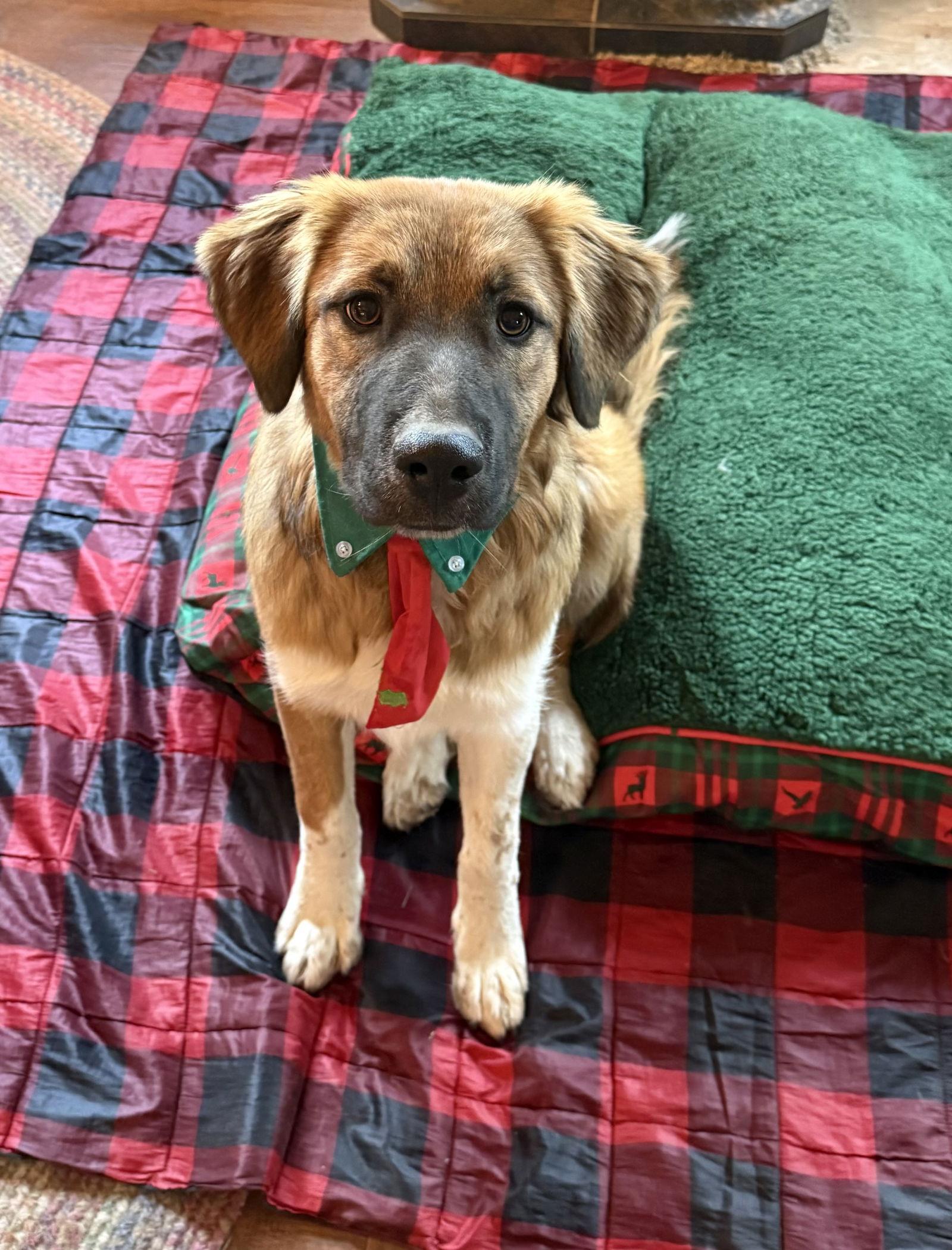 Enlarge Brownie, a Adoptable mixed breed in Littleton, CO image 2/3