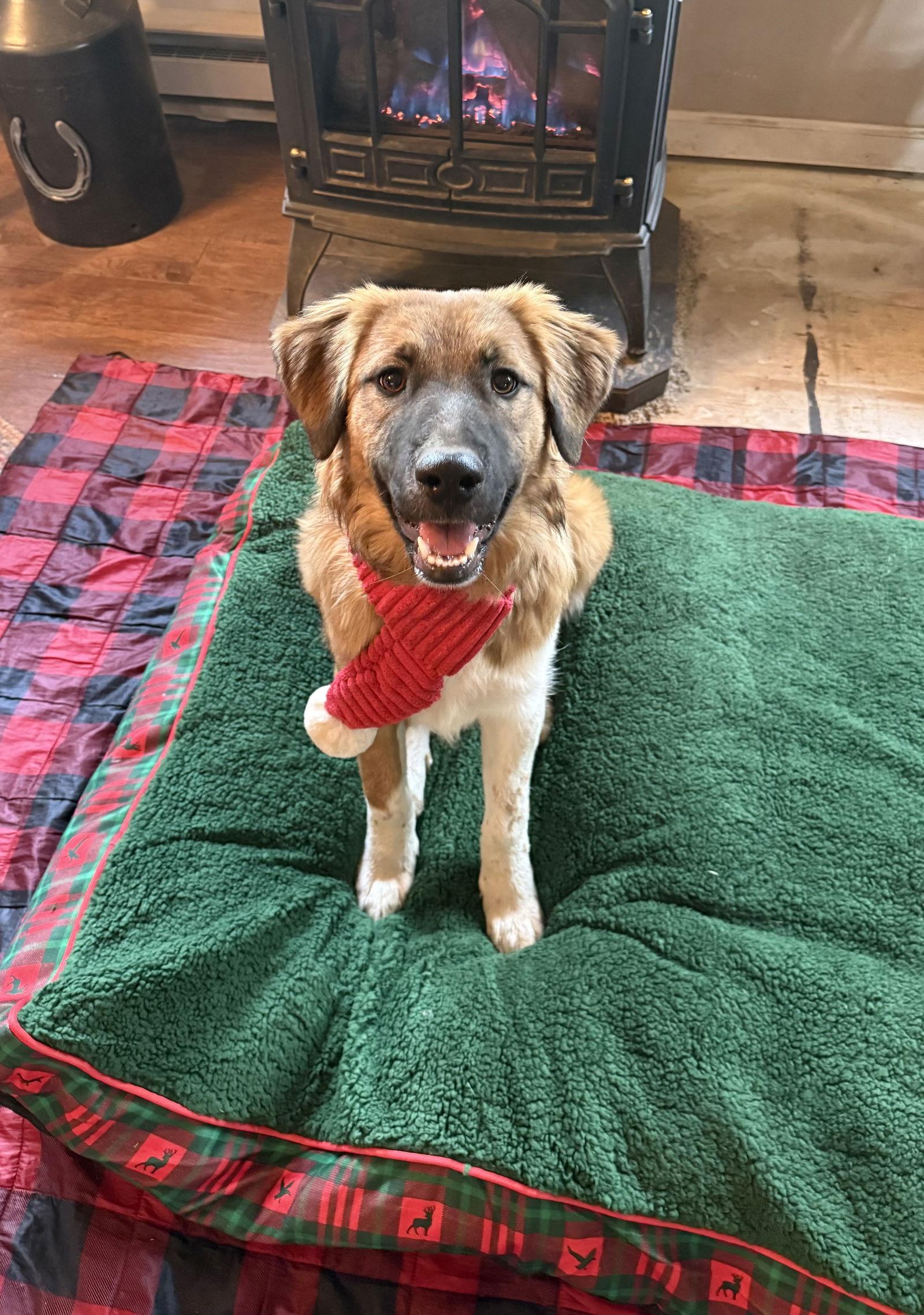 Enlarge Brownie, a Adoptable mixed breed in Littleton, CO image 3/3