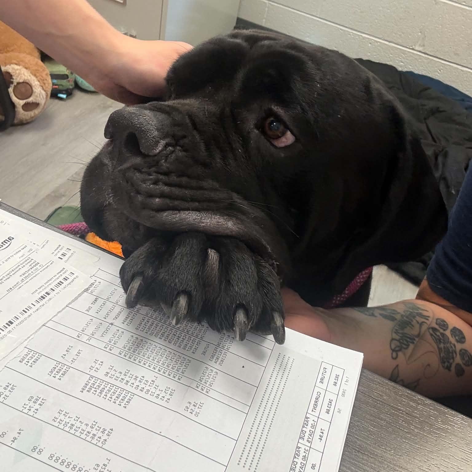 Fargo, adoptable, Young Male Cane Corso.