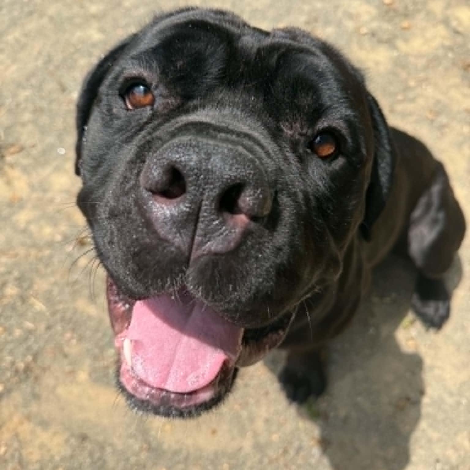 Enlarge Fargo, an adoptable Cane Corso in Orange, VA image 4/6