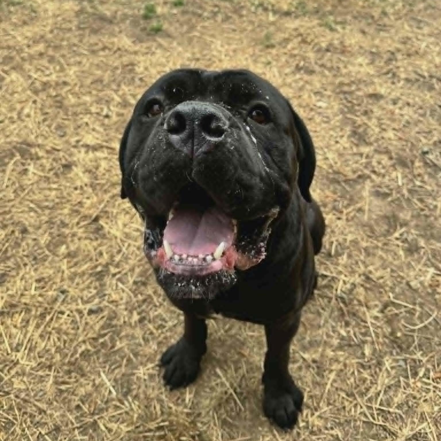 Enlarge Fargo, an adoptable Cane Corso in Orange, VA image 6/6