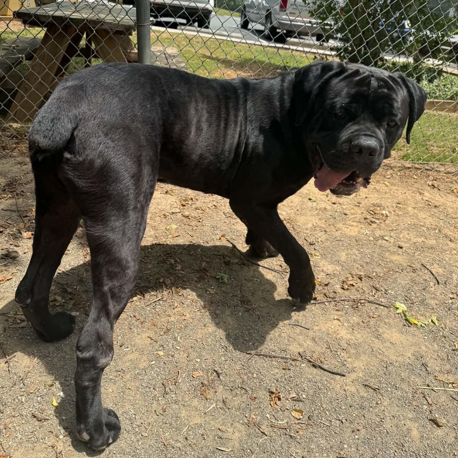 Enlarge Fargo, an adoptable Cane Corso in Orange, VA image 3/6