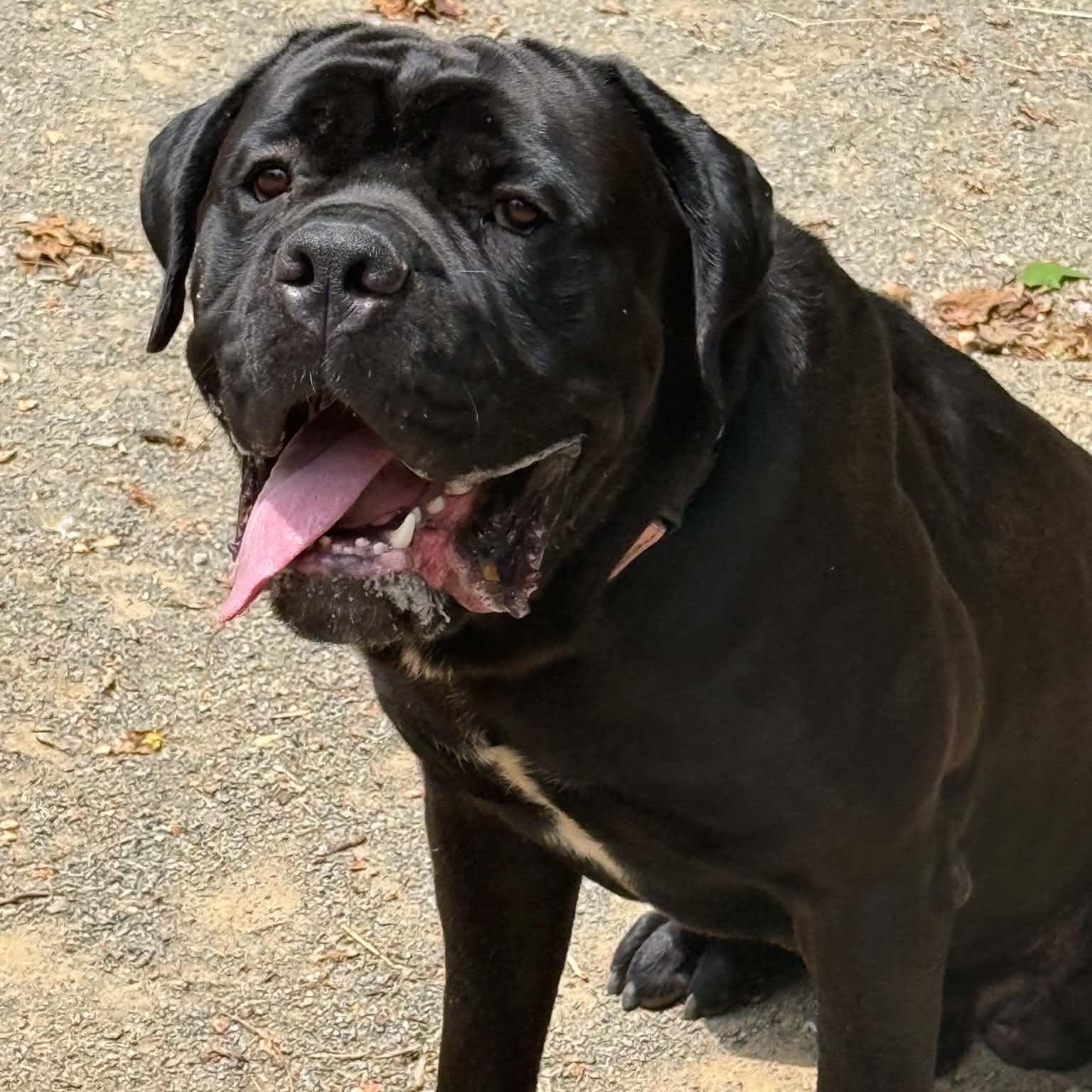 Enlarge Fargo, an adoptable Cane Corso in Orange, VA image 2/6